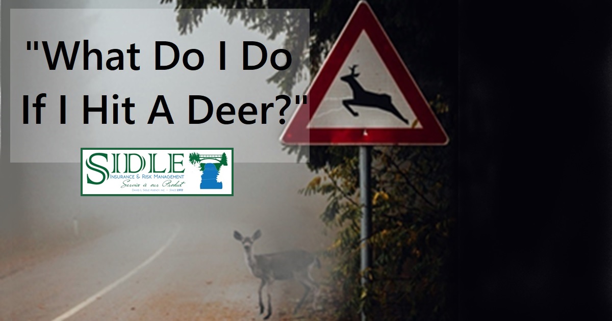 Title Photo - What Do I Do If I Hit A Deer